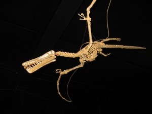 Pterodactylus